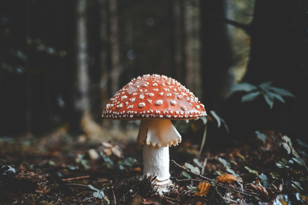 Cogmule vermelho e grande na Floresta, como exemplo possível de Hstória Ambiental.