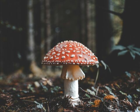 Cogmule vermelho e grande na Floresta, como exemplo possível de Hstória Ambiental.