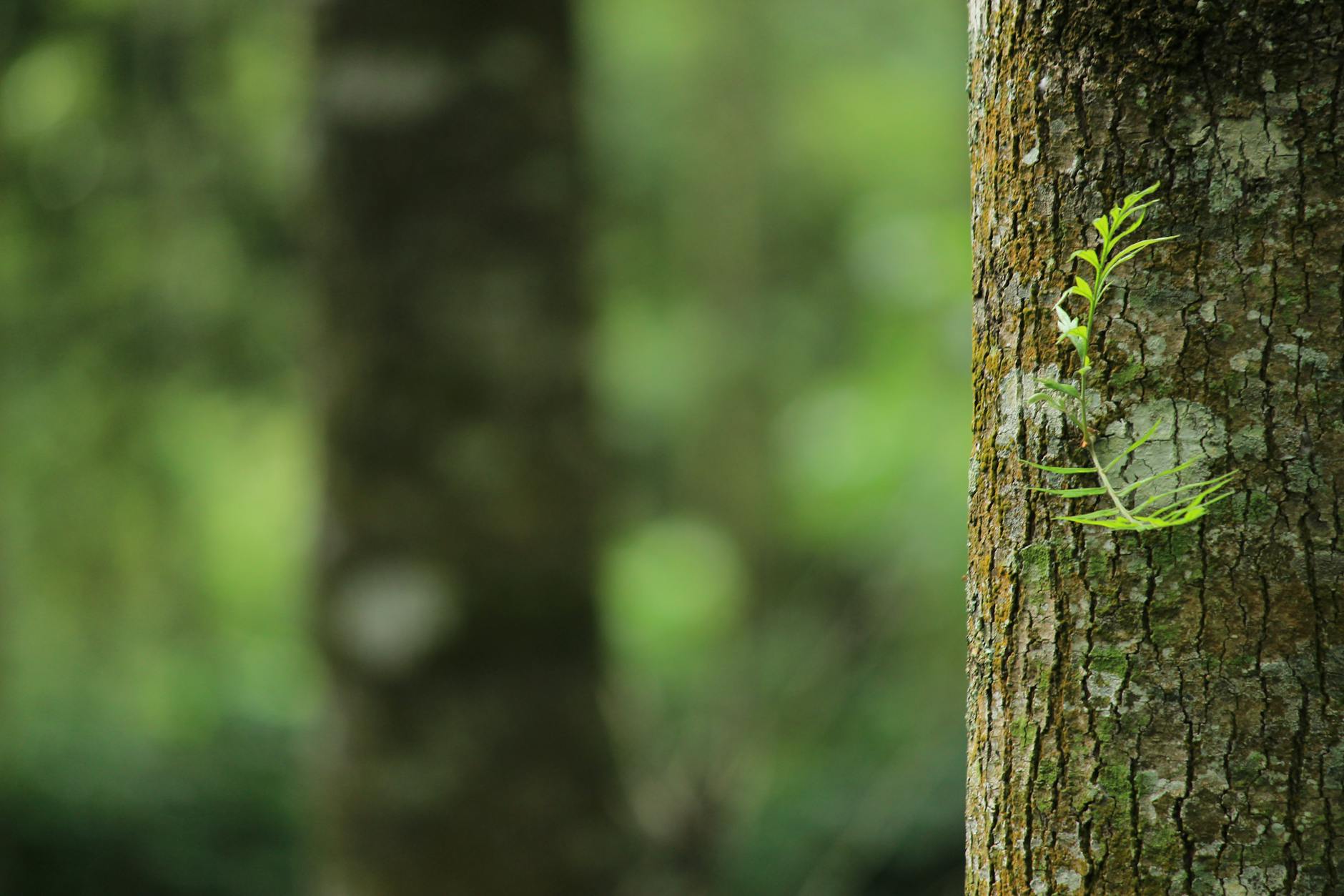 fotografia com foco raso de tronco de árvore marrom - transmite a ideia de história ambiental