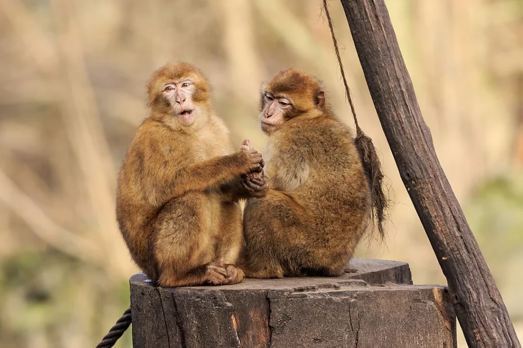 O rei grego que sobreviveu à Primeira Guerra Mundial, mas não a uma mordida de macaco 1