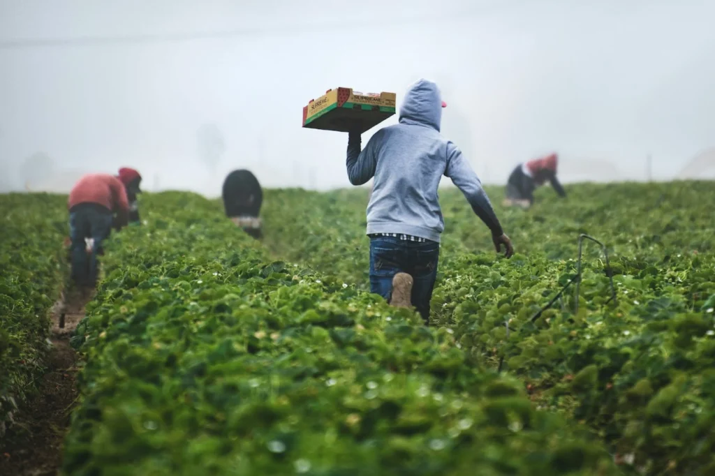 Homens trabalham em plantação. Estão de costas e um deles carrega uma caixa de alimento. Material didático busca incluir esses trabalhadores.