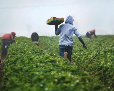 Homens trabalham em plantação. Estão de costas e um deles carrega uma caixa de alimento. Material didático busca incluir esses trabalhadores.